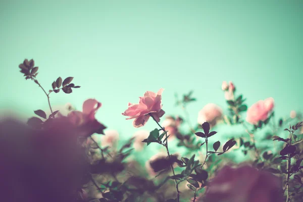 Vintage roses — Stock Photo, Image