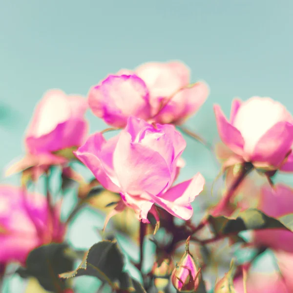 Vintage Pastel Roses — Stock Photo, Image