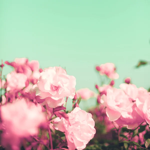 老式的淡色玫瑰 — 图库照片
