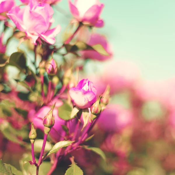 Rosas pastel vintage — Fotografia de Stock