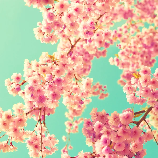 Цветет вишня над бирюзовым небом — стоковое фото