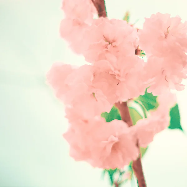 Vintage Cherry Blossoms — Stock Fotó