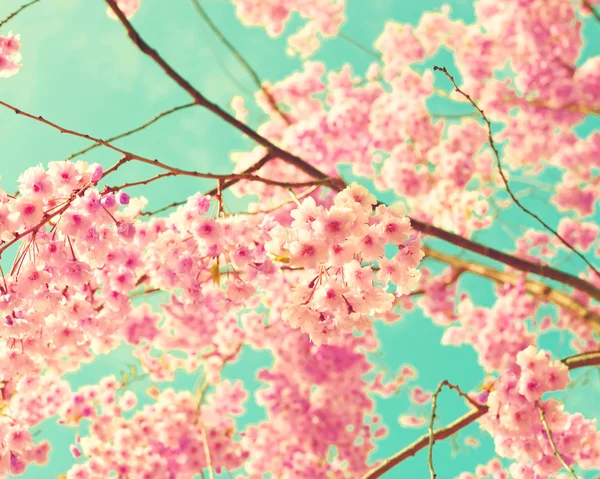 ターコイズ ブルーの上空で桜の花 — ストック写真