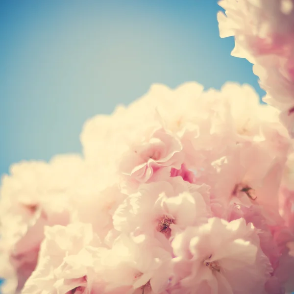 Flores de cerezo vintage — Foto de Stock