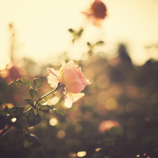 Roses Vintage — Photo