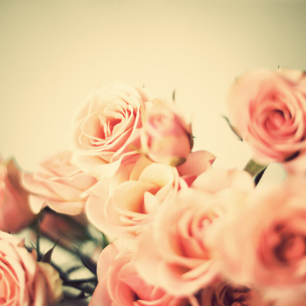 Pink Spring Roses