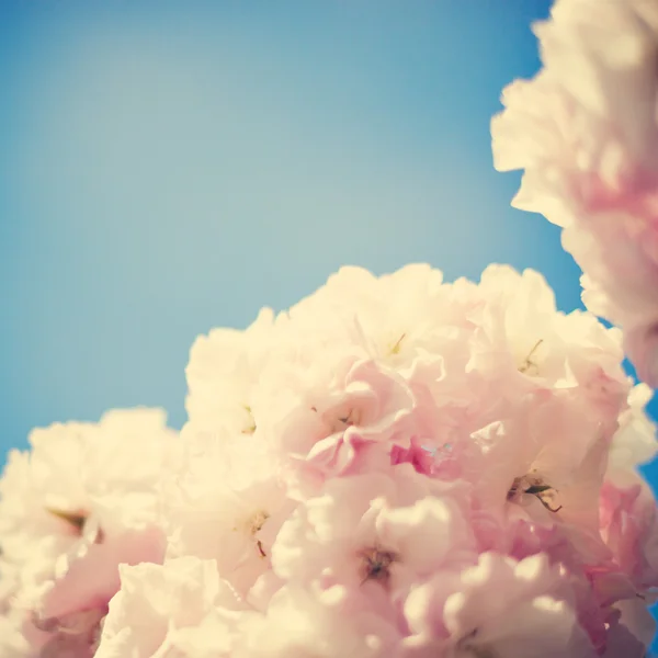Vintage wiśniowe kwiaty — Zdjęcie stockowe