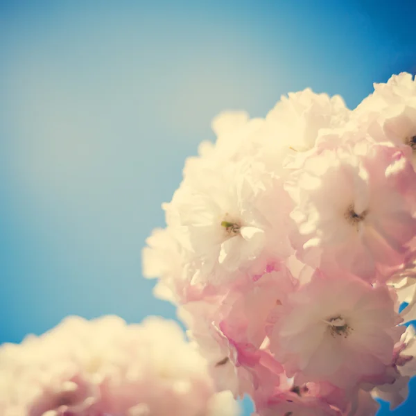 ヴィンテージ桜の花 — ストック写真