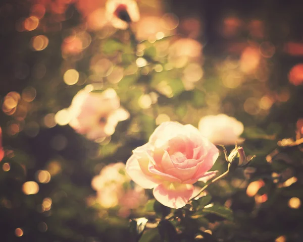 Vintage roses — Stock Photo, Image