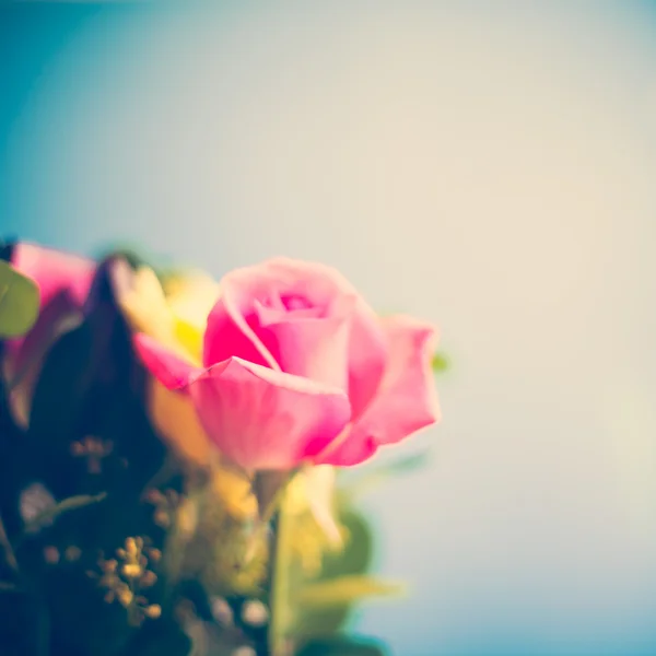 Gele en roze rozen — Stockfoto