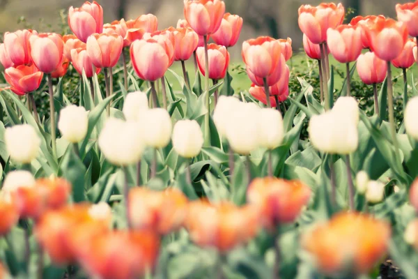 Jarní barevné tulipány — Stock fotografie