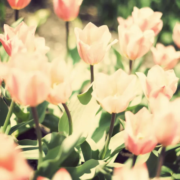 Tulipas coloridas da mola — Fotografia de Stock