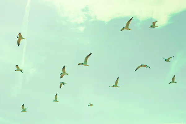 Birds in Retro Sky — Stock Photo, Image