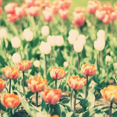 renkli bahar laleler