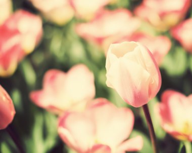 renkli bahar laleler