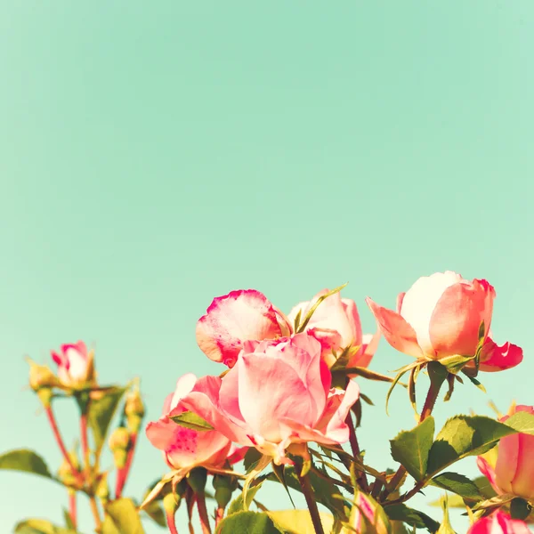 Vintage Pastel Roses — Stock Photo, Image