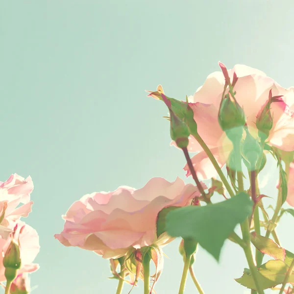Vintage Pastel Roses — kuvapankkivalokuva