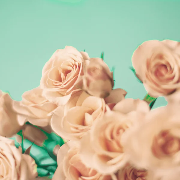 Розовые весенние розы — стоковое фото