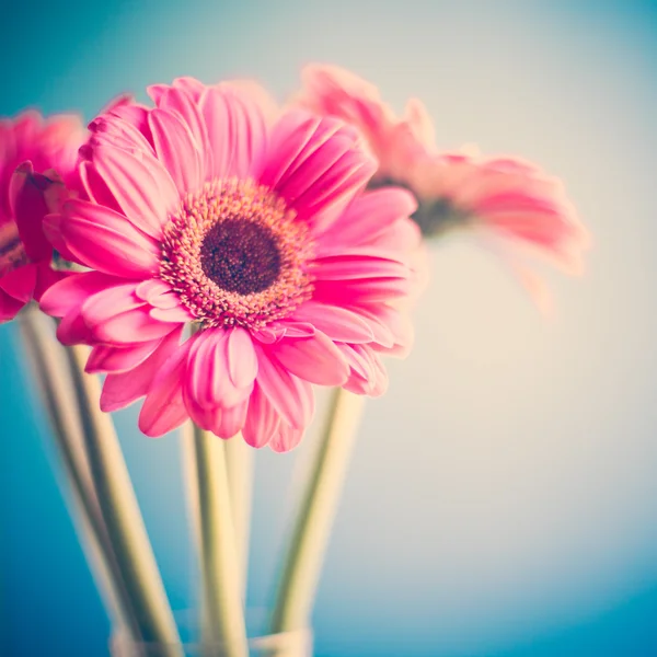 Pink gerberas