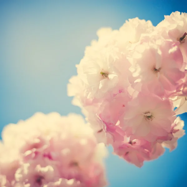 빈티지 벚꽃 — 스톡 사진