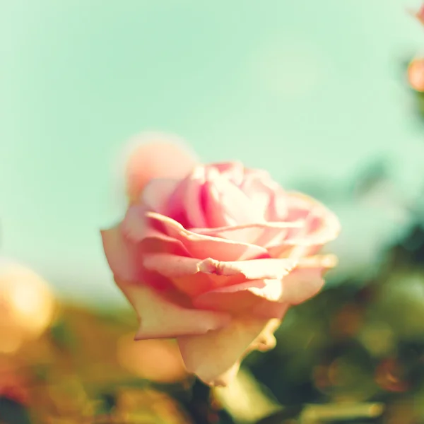 Винтажная пастельная роза — стоковое фото