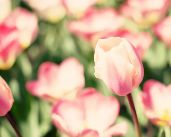 Colorful Spring Tulips — Stock Photo, Image