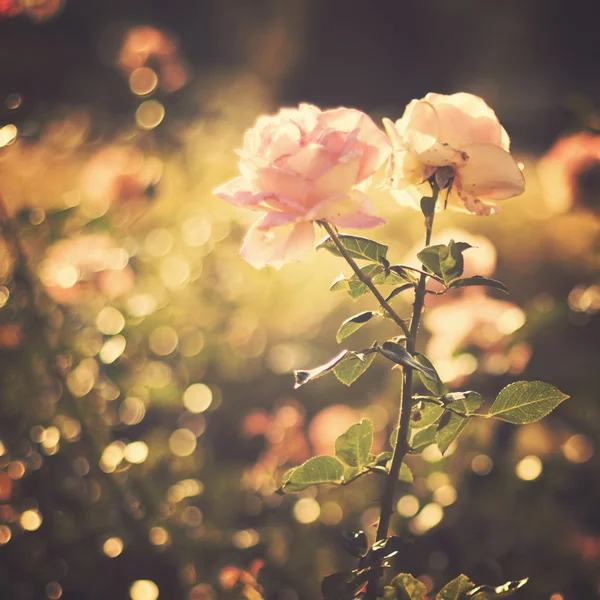 Roses Vintage — Photo