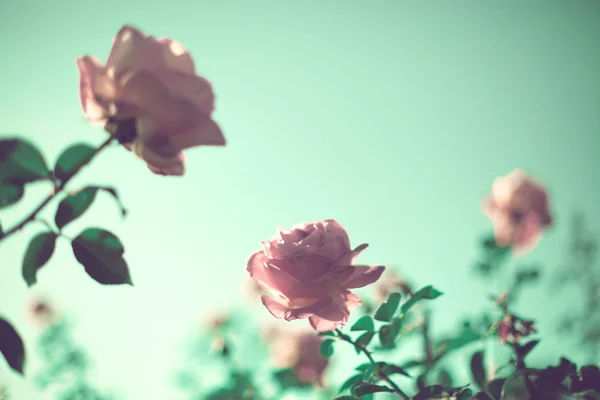 Vintage roses — Stock Photo, Image