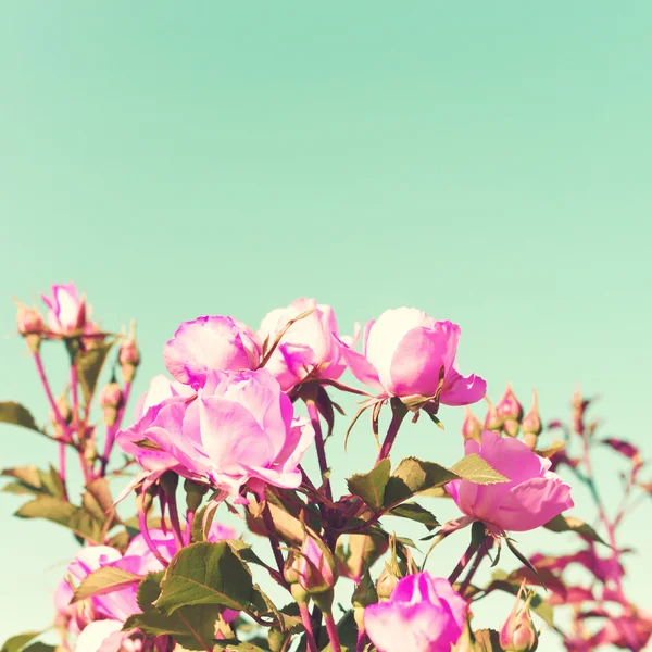 Винтажные пастельные розы — стоковое фото
