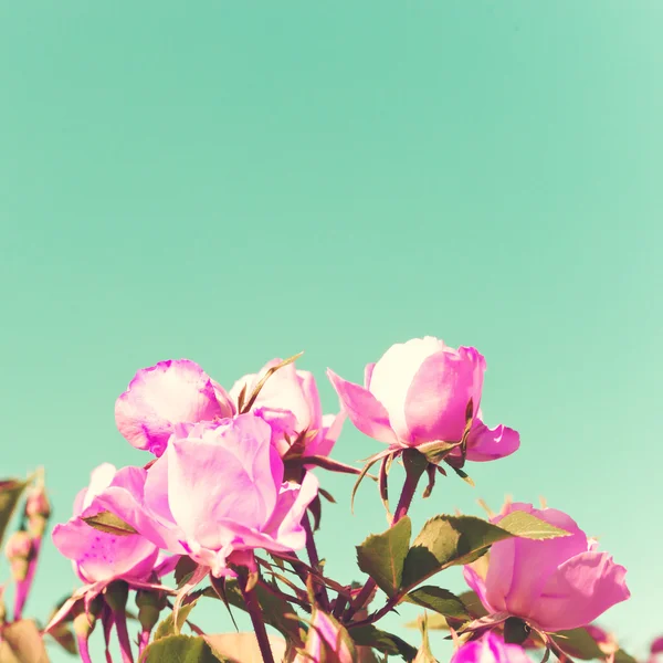 Vintage Pastel Roses — Stockfoto