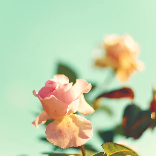 Vintage Pastel Roses — Stockfoto