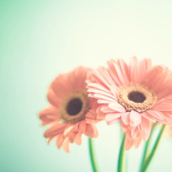 Bleke roze gerbera 's — Stockfoto