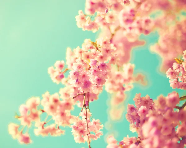 Cherry blossoms over turquoise sky — Stock Photo, Image