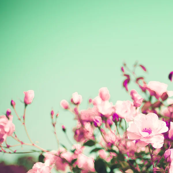 Roses pastel vintage — Photo