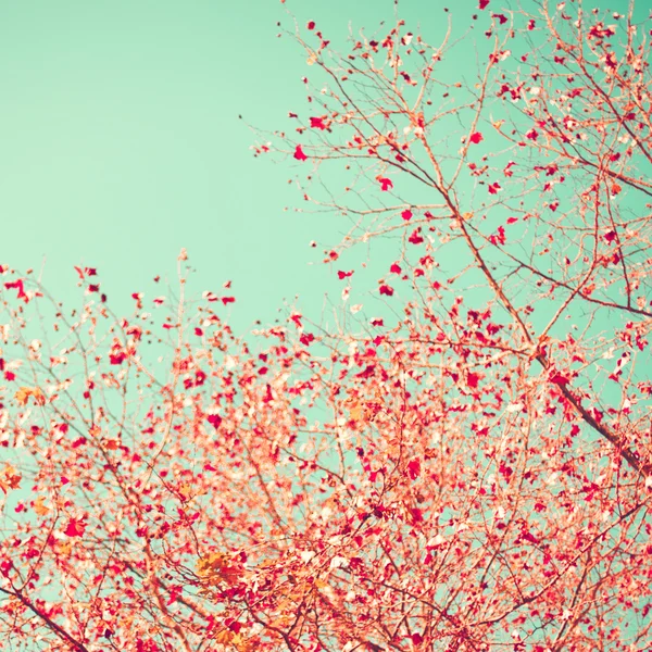 Árbol con hojas rosadas en el cielo de menta — Foto de Stock