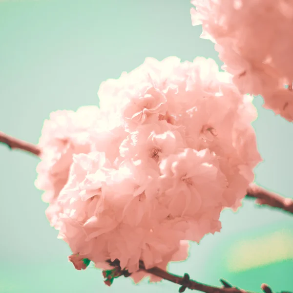 Vintage Cherry Blossoms — Stock Photo, Image