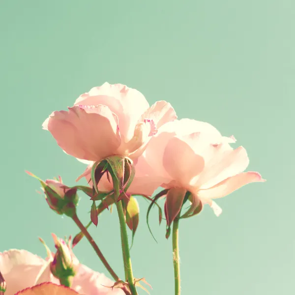 Vintage Pastel Roses — Stockfoto