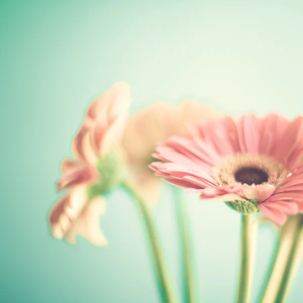 Blek rosa Gerbera — Stockfoto