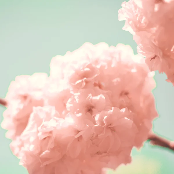 Vintage Cherry Blossoms — Stock Photo, Image