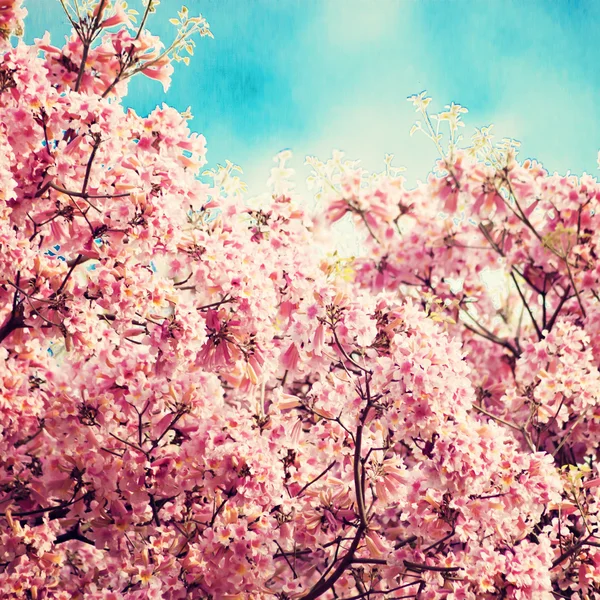 벚꽃 — 스톡 사진