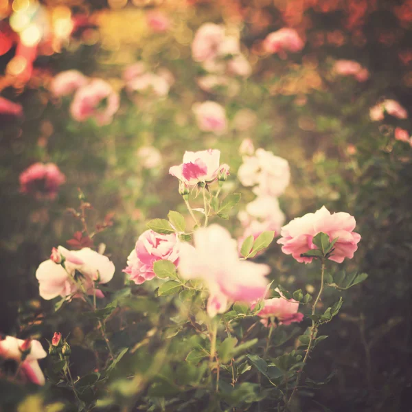 Vintage Roses — Stock Photo, Image