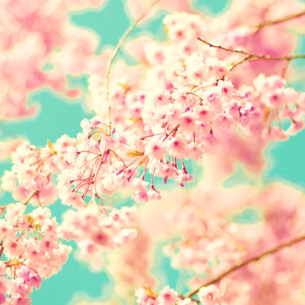樱花在绿松石天空 — 图库照片