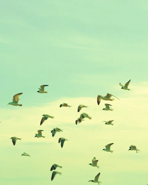 Birds in Retro Sky