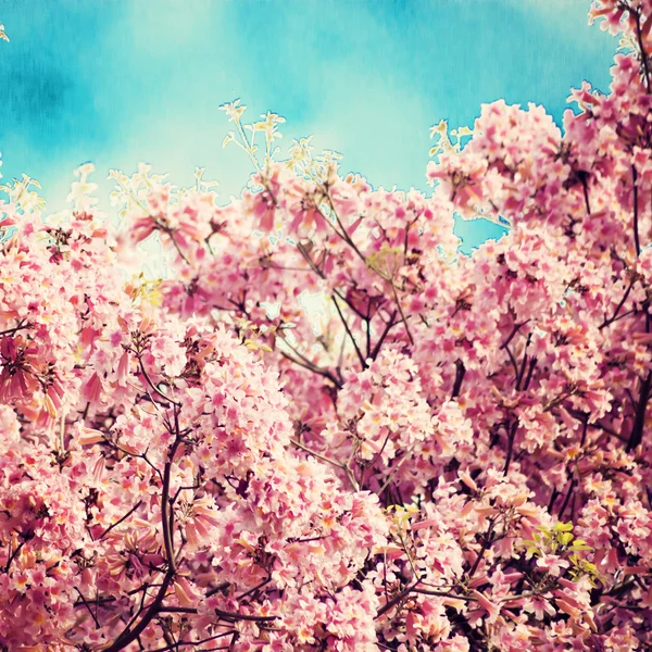 Cherry Blossoms — Stock Photo, Image