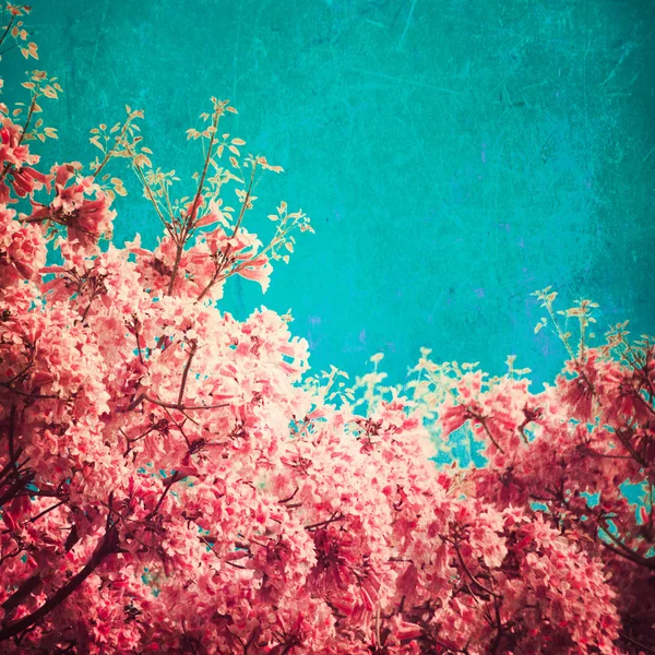 桜 — ストック写真