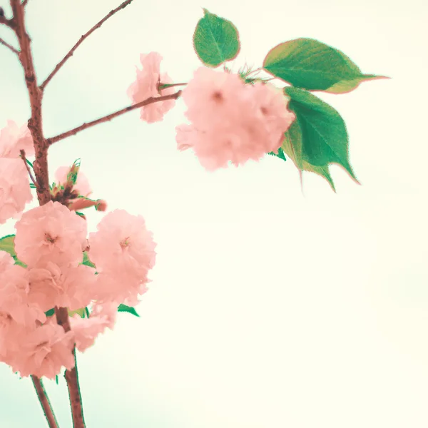 Vintage Cherry Blossoms — Stock Photo, Image