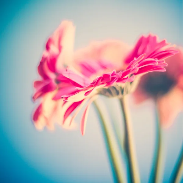 Gerberas rosadas — Foto de Stock