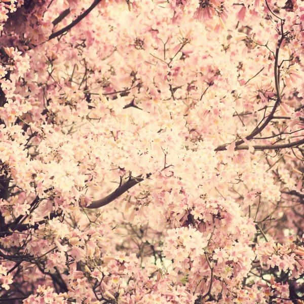 Flores de cerezo — Foto de Stock