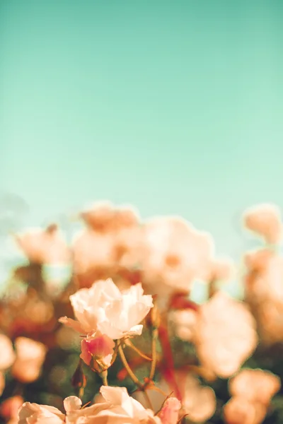 Vintage Pastel Roses — Stockfoto