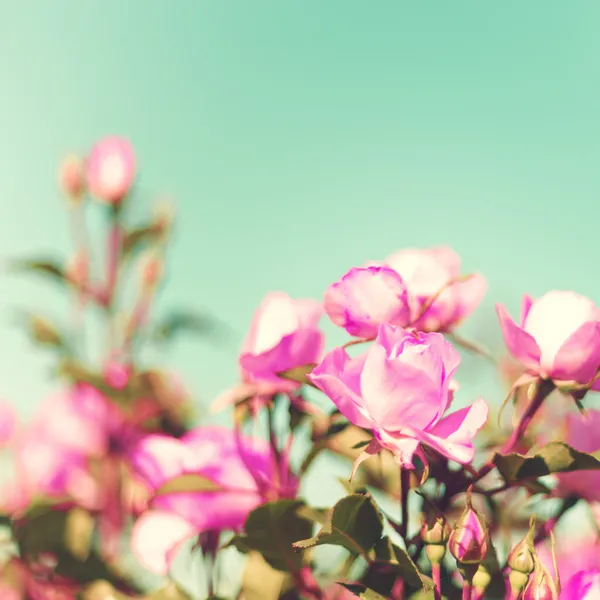 Rosas pasteles vintage — Foto de Stock